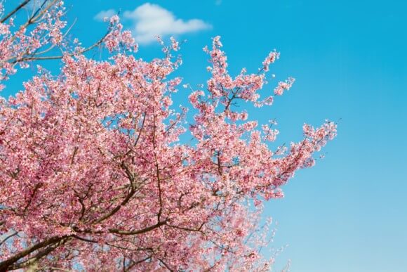 の 600 法則 度 桜の開花600度の法則と桜の開花400度の法則の違いとは？